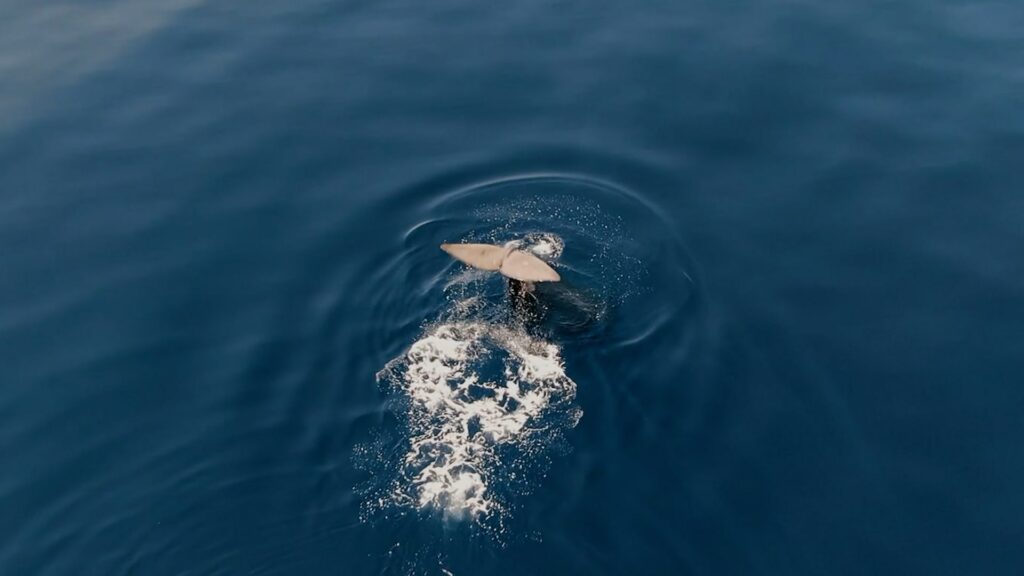 Une queue de baleine plonge dans la mer